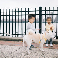 Pet Everyday Reversible Leash