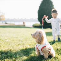 Pet Holiday Reversible Harness