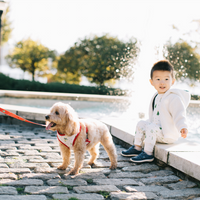 Pet Holiday Reversible Leash