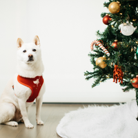 Pet Holiday Reversible Harness