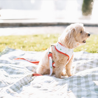Pet Holiday Reversible Leash