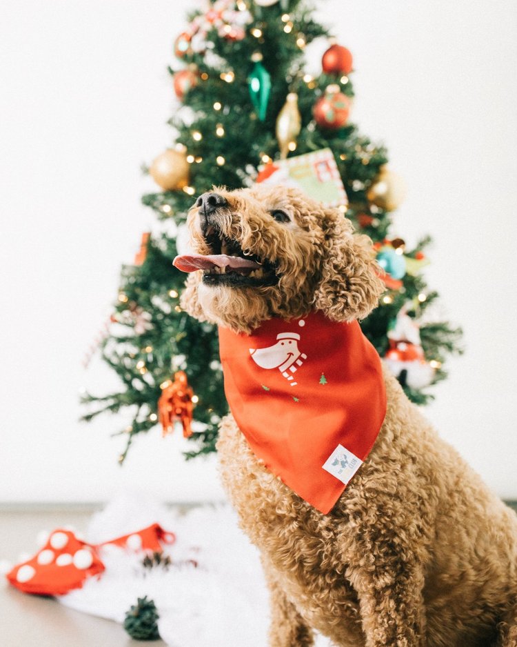 Pet Holiday Reversible Bandana