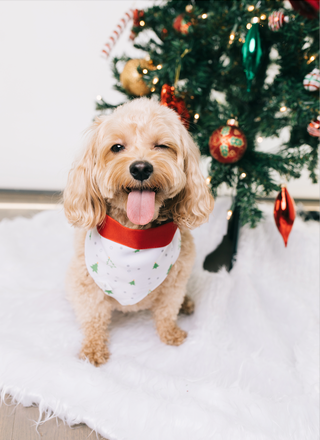 Pet Holiday Reversible Bandana