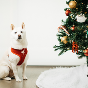 Pet Holiday Reversible Harness